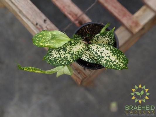 Florida Beauty Dracaena