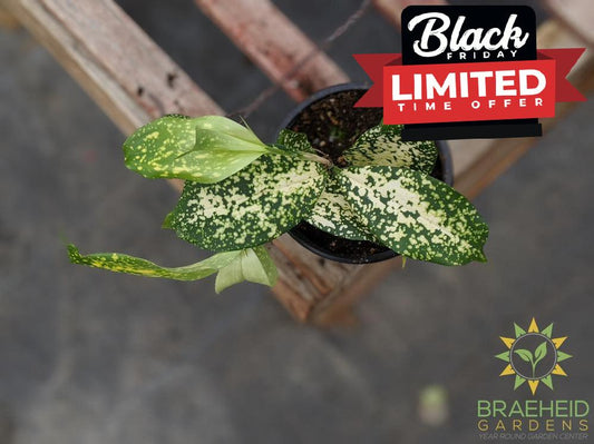 Florida Beauty Dracaena