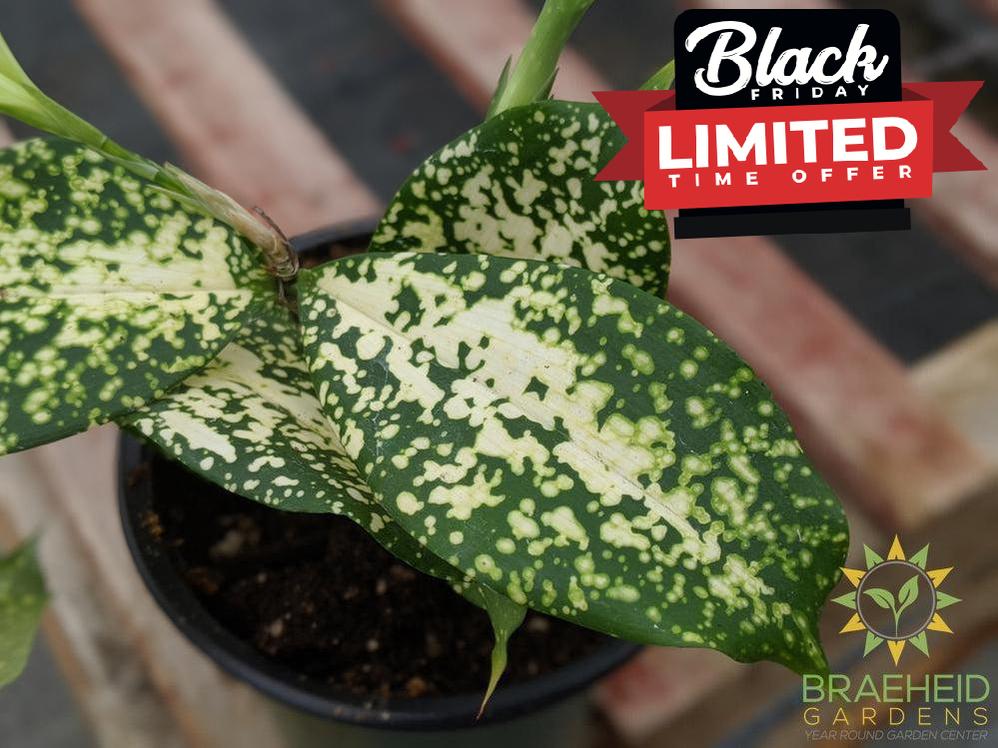 Florida Beauty Dracaena