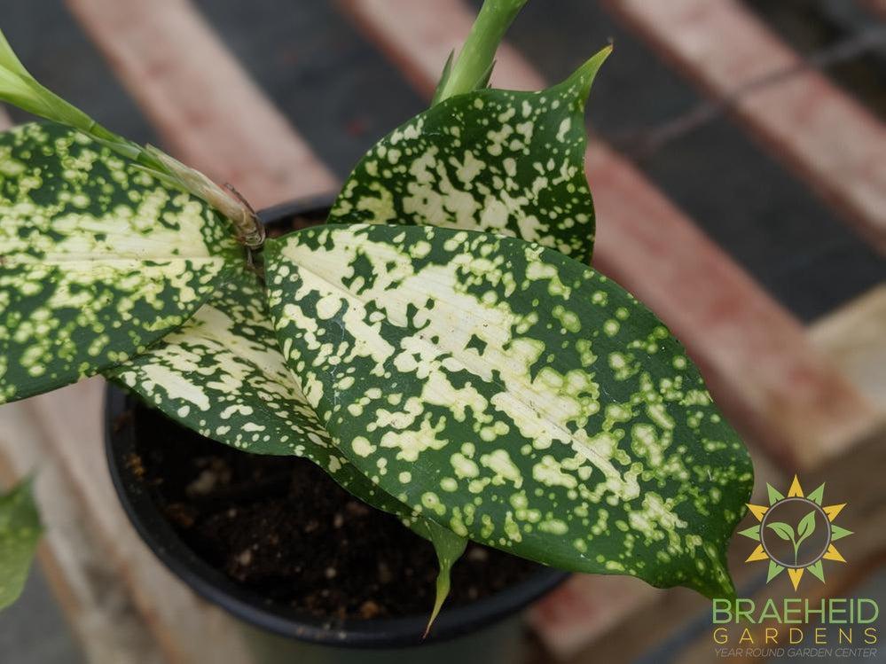 Florida Beauty Dracaena