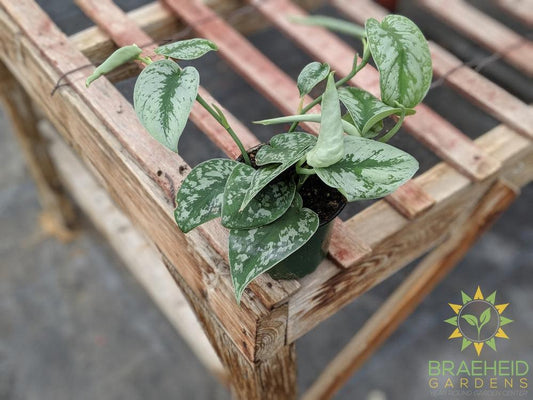 Silver Pothos (Scindapsus Pictus Exotica)