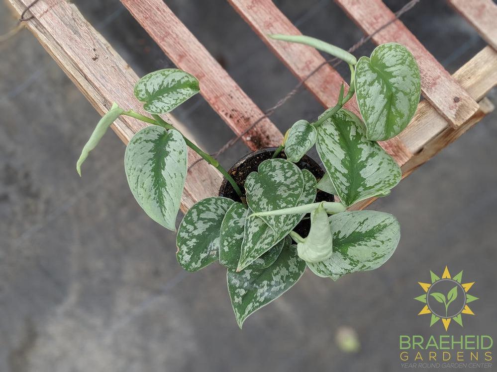 Silver Pothos (Scindapsus Pictus Exotica)
