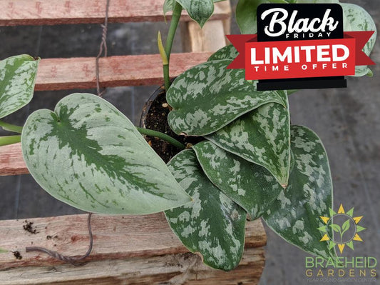 Silver Pothos (Scindapsus Pictus Exotica)