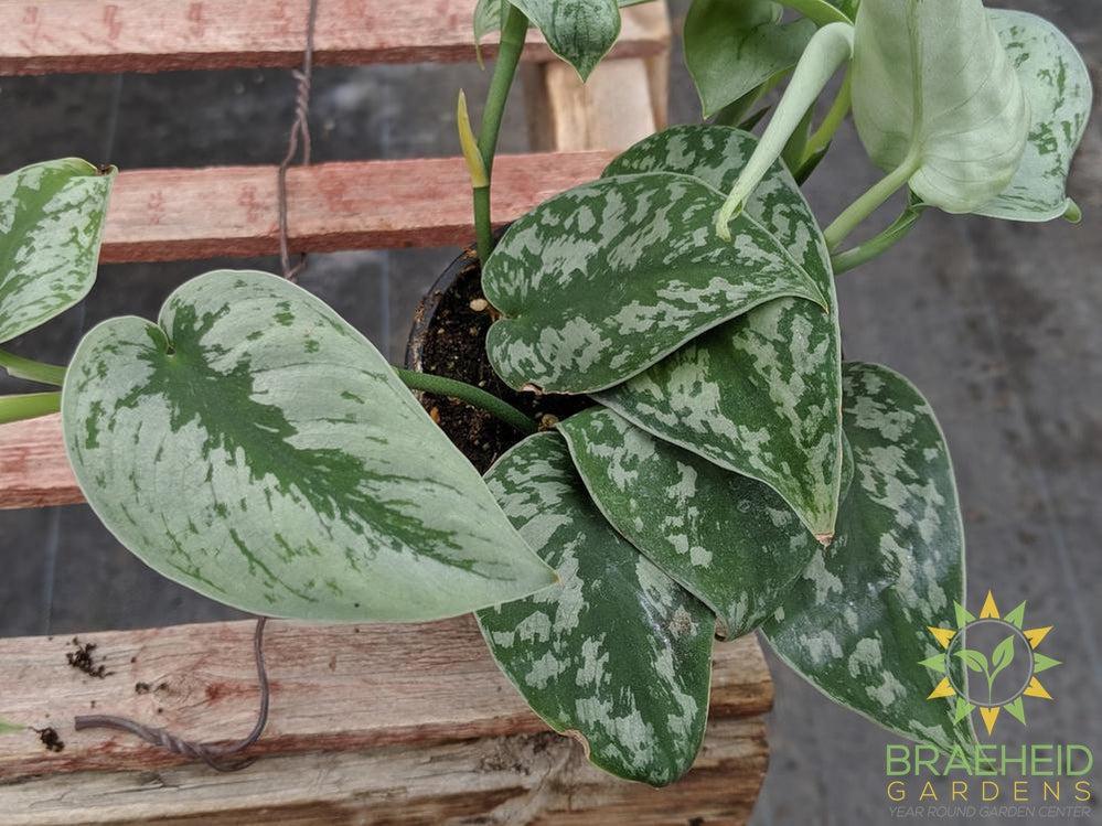 Silver Pothos (Scindapsus Pictus Exotica)