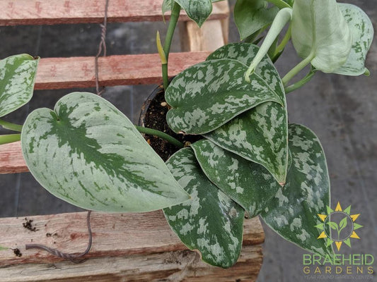 Silver Pothos (Scindapsus Pictus Exotica)