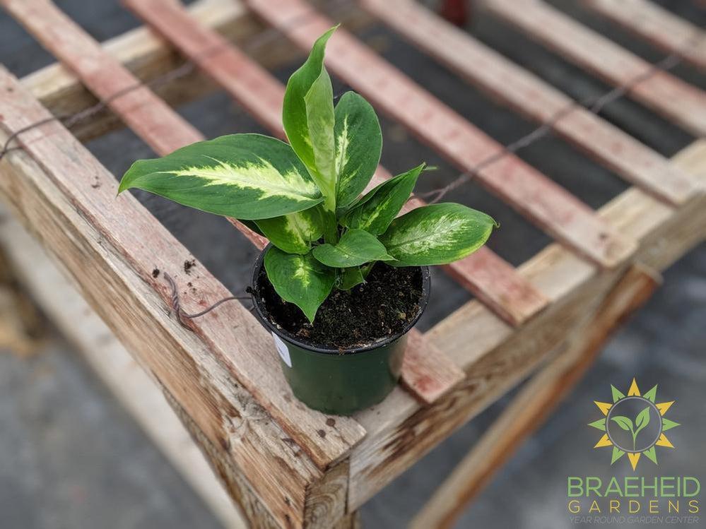 Dieffenbachia Camille