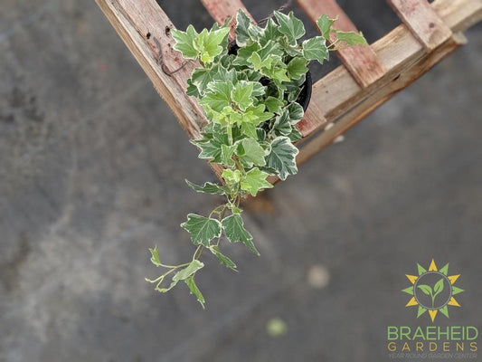Variegated English Ivy