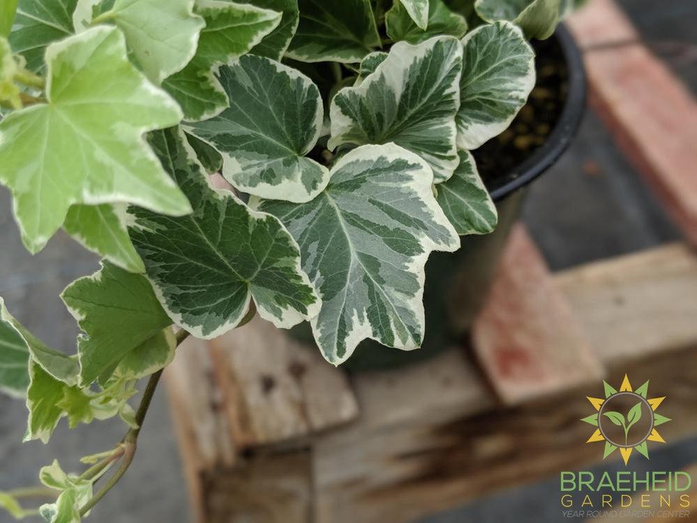 Variegated English Ivy
