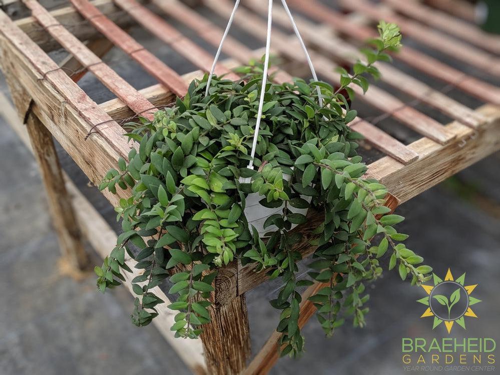 Lipstick Japhrolepis Hanging Basket