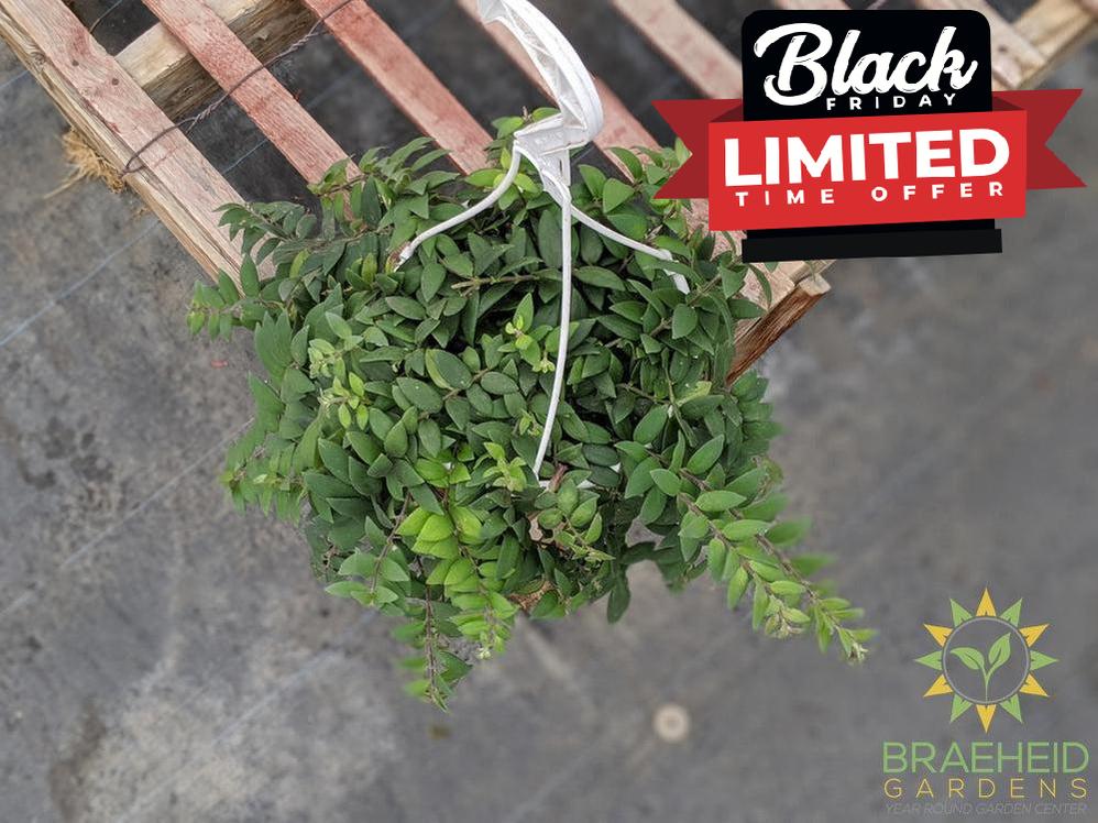 Lipstick Japhrolepis Hanging Basket