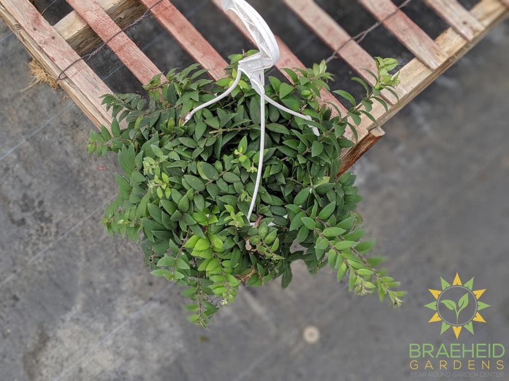 Lipstick Japhrolepis Hanging Basket