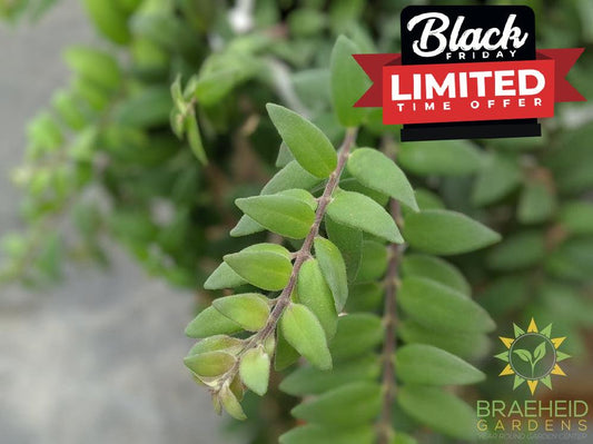 Lipstick Japhrolepis Hanging Basket