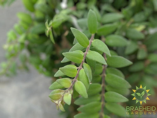 Lipstick Japhrolepis Hanging Basket