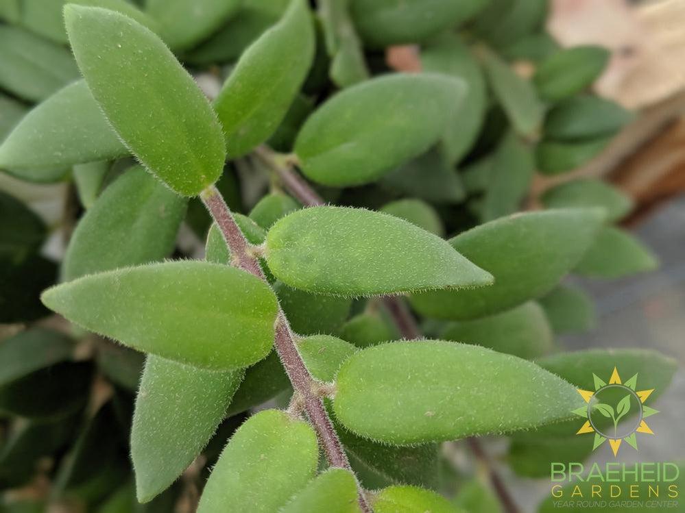 Lipstick Japhrolepis Hanging Basket