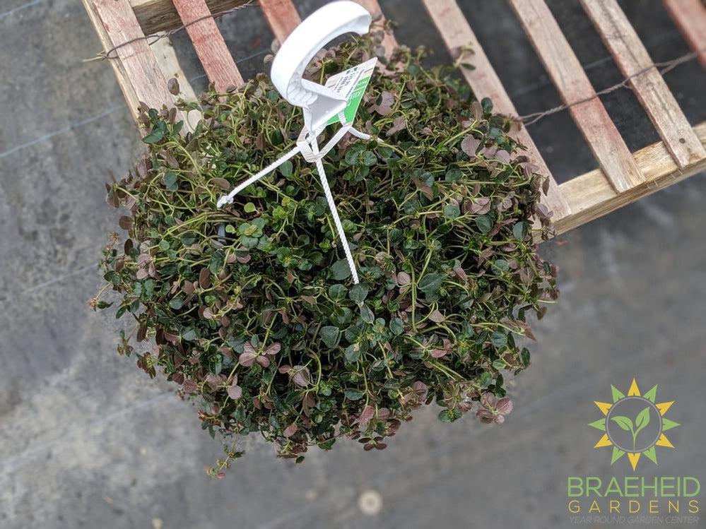 Pilea Depressa - Hanging Basket