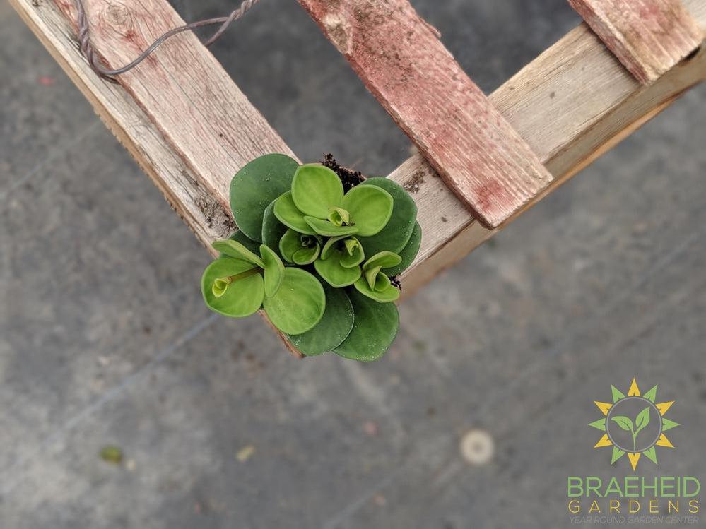 Buy Peperomia hope houseplant online