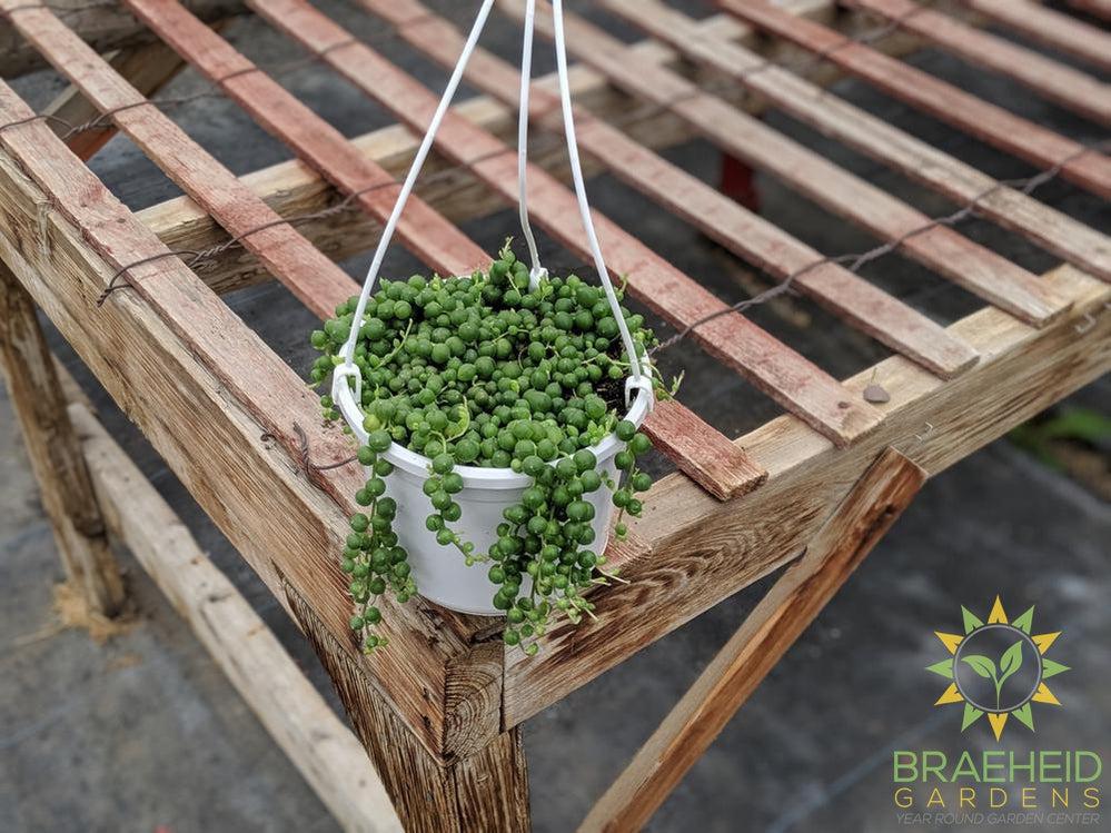 String of Pearl Hanging Basket