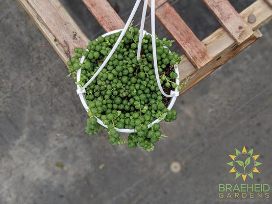 String of Pearl Hanging Basket