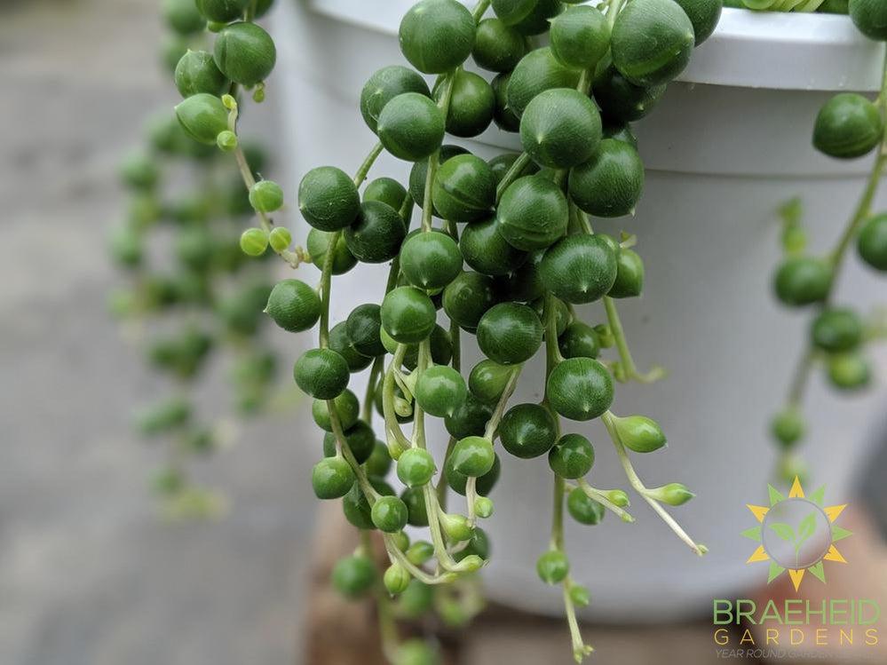 String of Pearl Hanging Basket