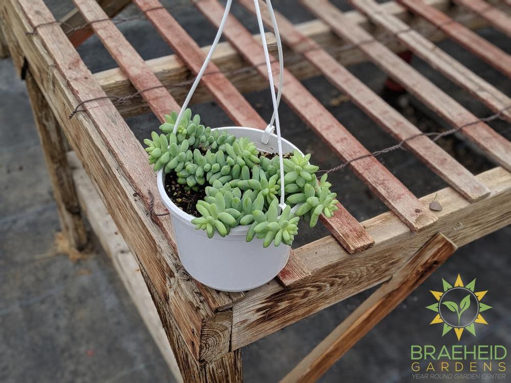 Burros Tail Hanging Basket