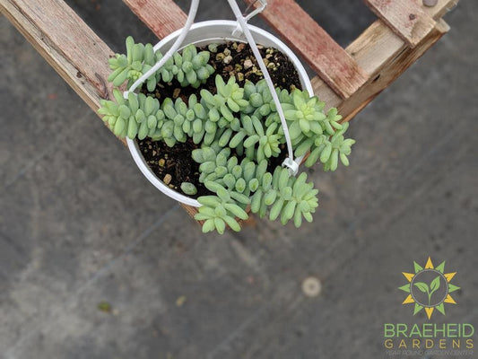 Burros Tail Hanging Basket