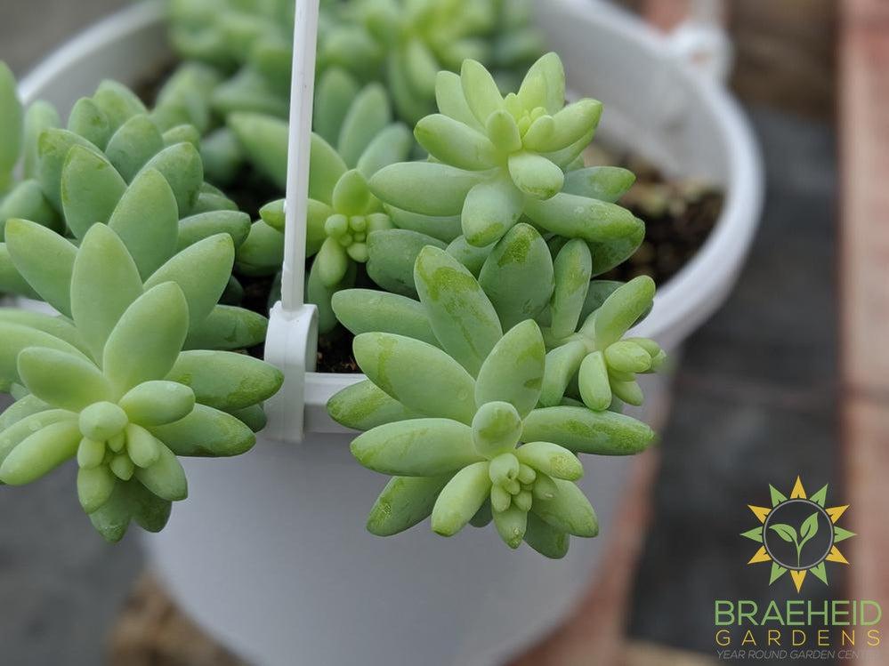 Burros Tail Hanging Basket