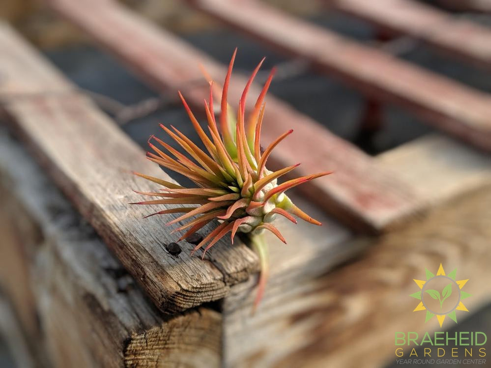 Tillandsia Ionantha Fuego