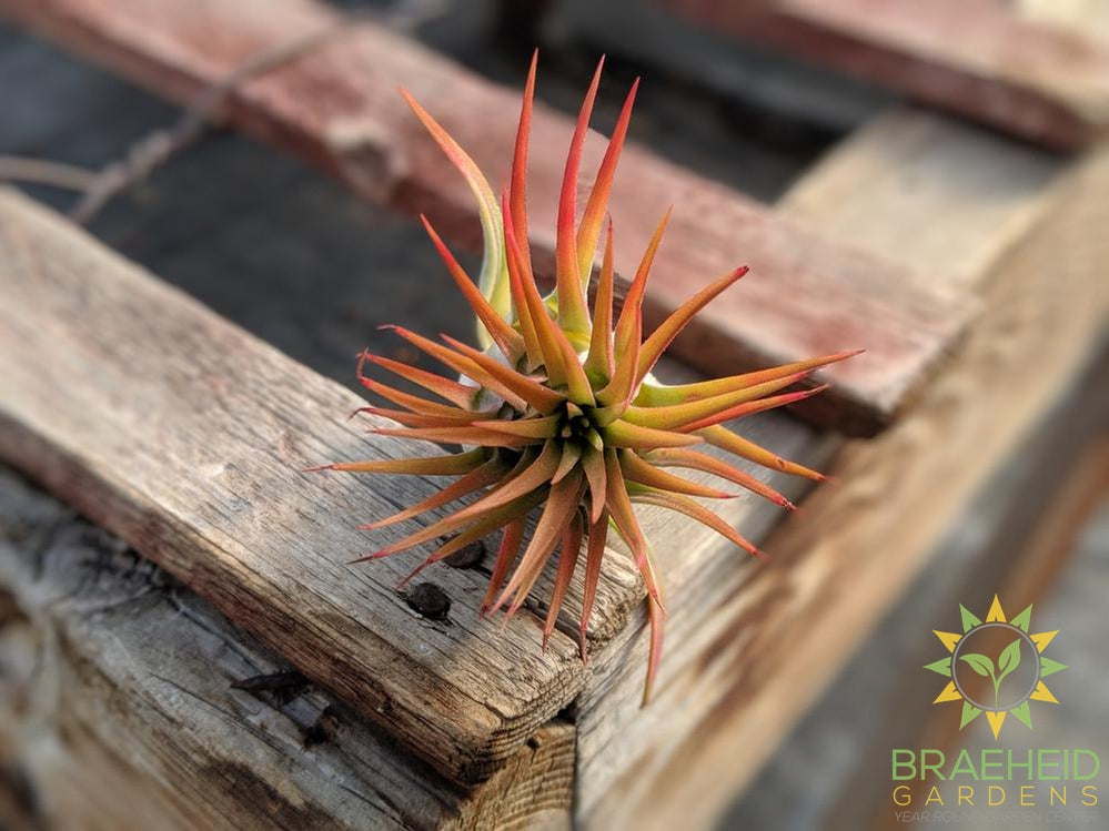 Tillandsia Ionantha Fuego