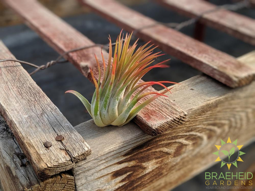 Tillandsia Ionantha Fuego