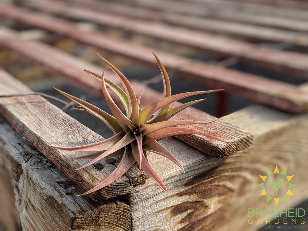 Capittata Peach Tillandsia