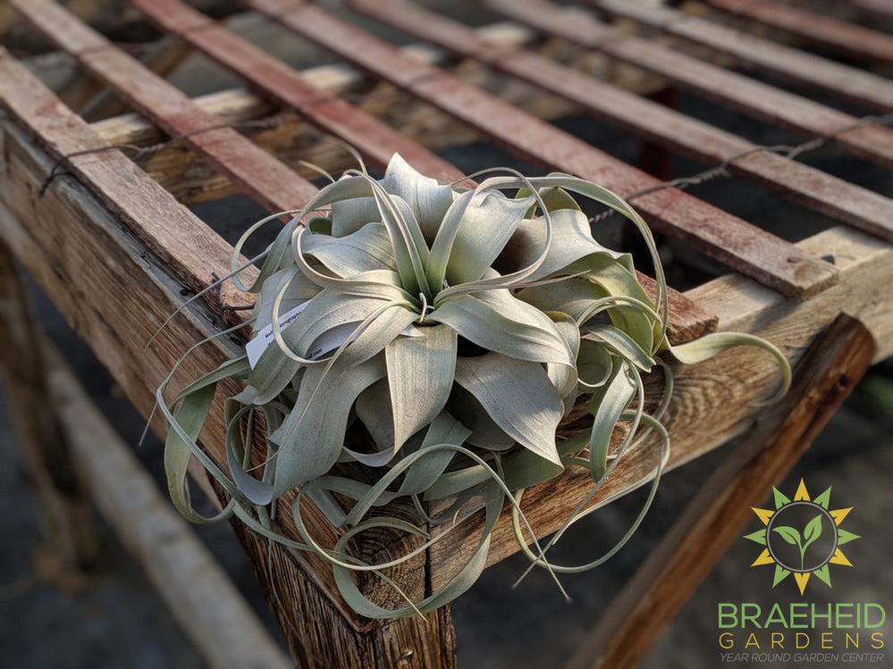 Xerographica Tillandsia