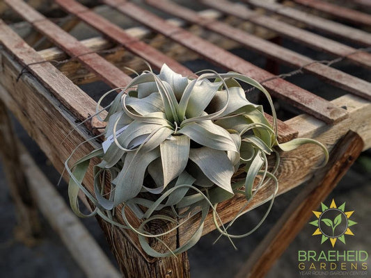 Xerographica Tillandsia