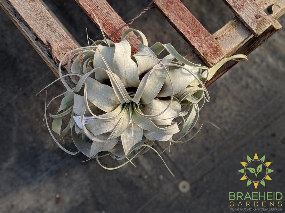 Xerographica Tillandsia