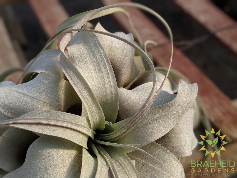 Xerographica Tillandsia