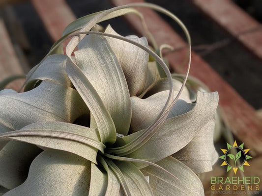 Xerographica Tillandsia