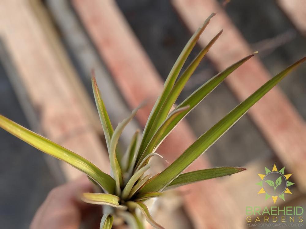 Fasciculata Tillandsia