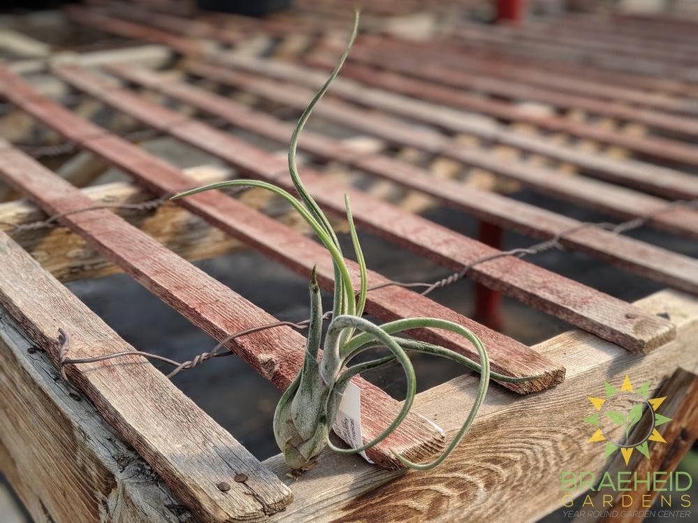 Caput Medusae Tillandsia