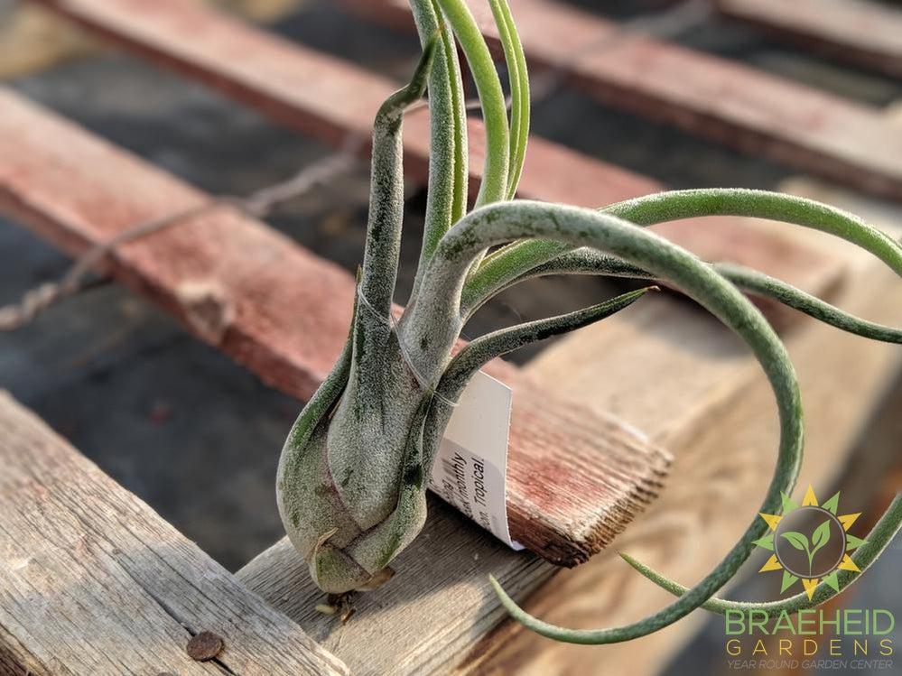 Caput Medusae Tillandsia