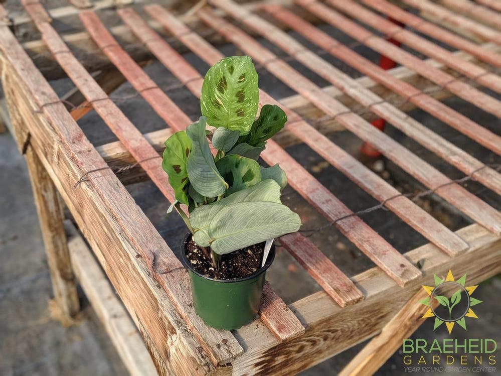 Green Variegated Prayer Plant
