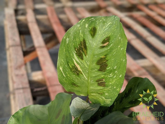 Green Variegated Prayer Plant
