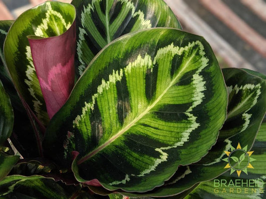 Calathea Illustris