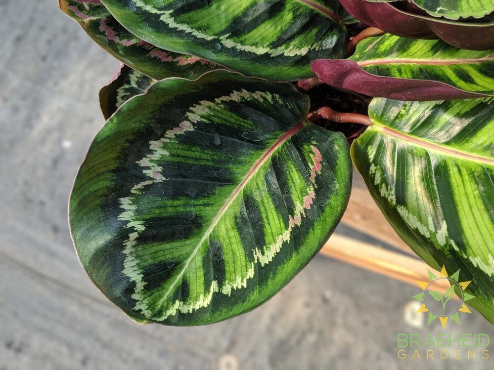 Calathea Illustris