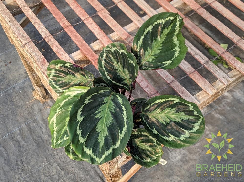 Calathea Medallion