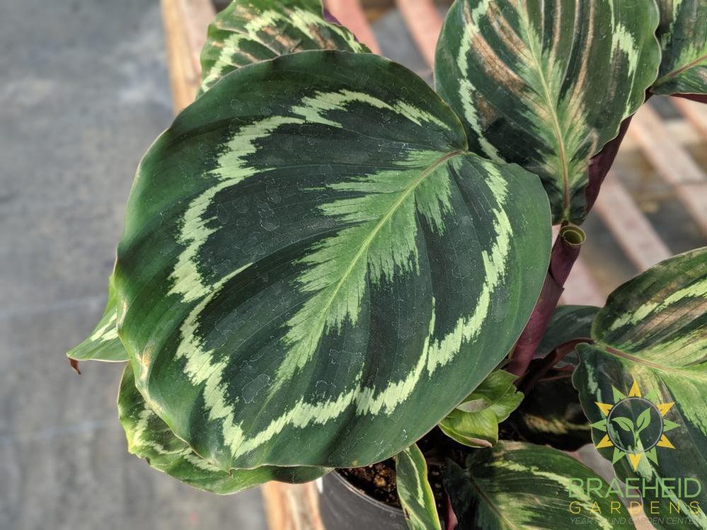 Calathea Medallion