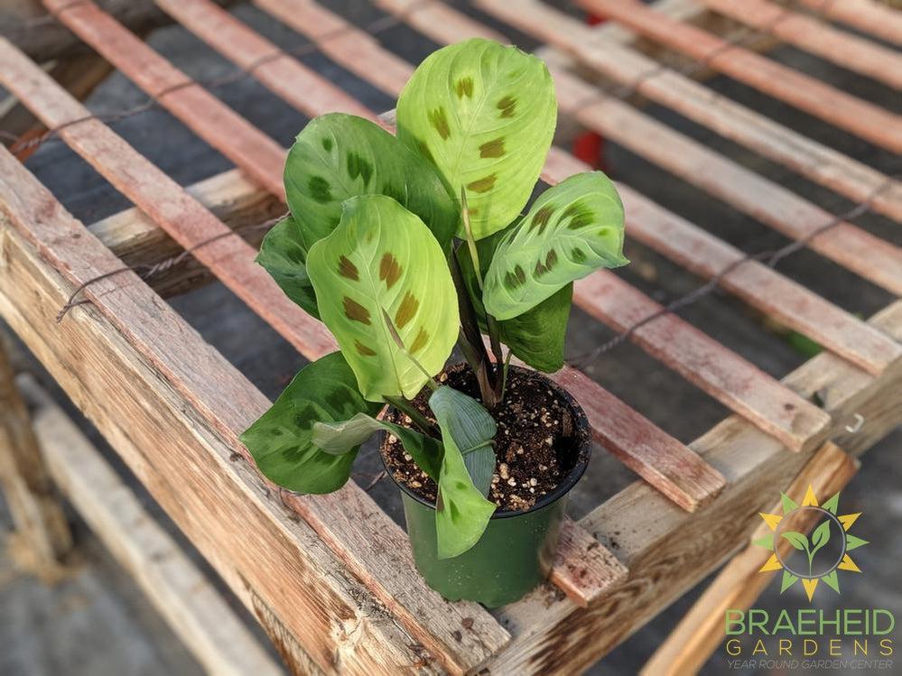 Green Prayer Plant