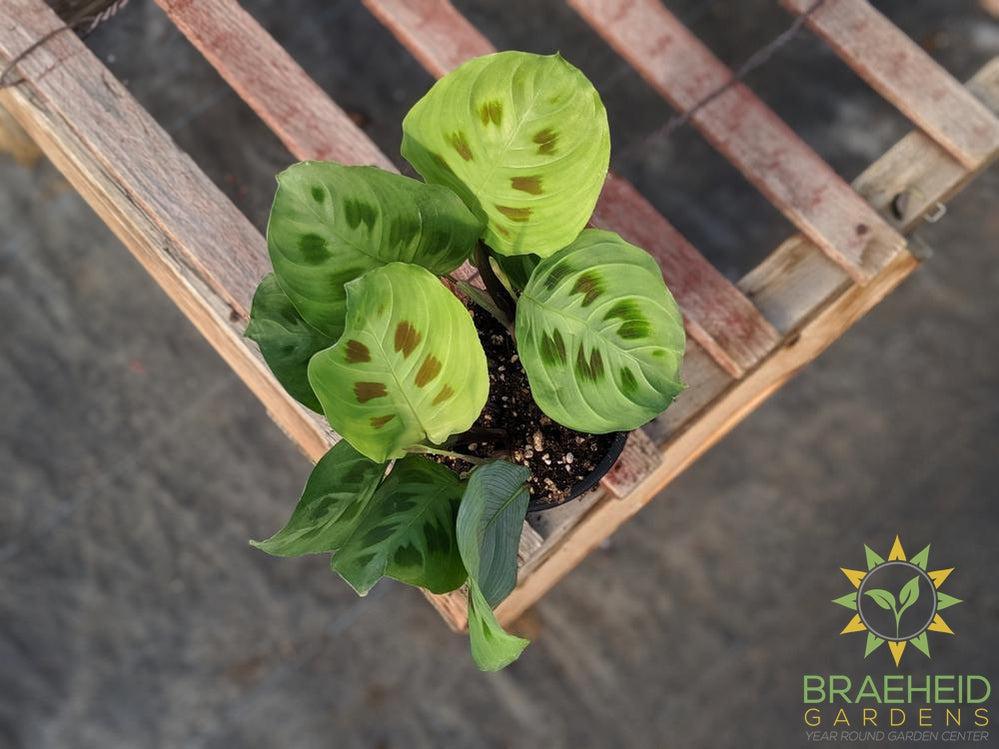 Green Prayer Plant