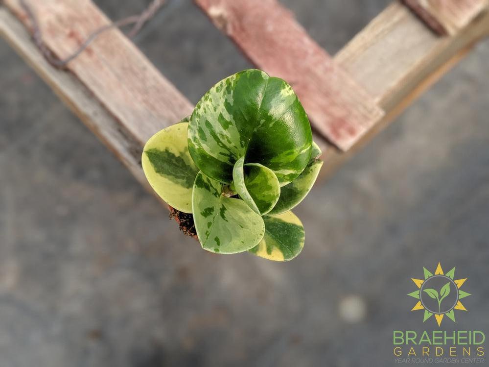 Peperomia Obtusifolia Marble