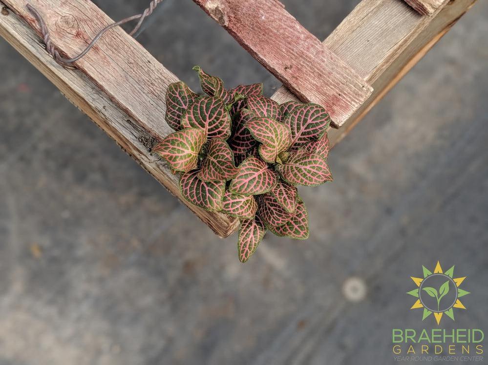 Nerve Plant