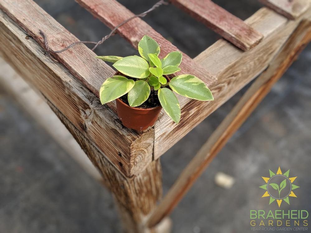 Peperomia Orba Variegata