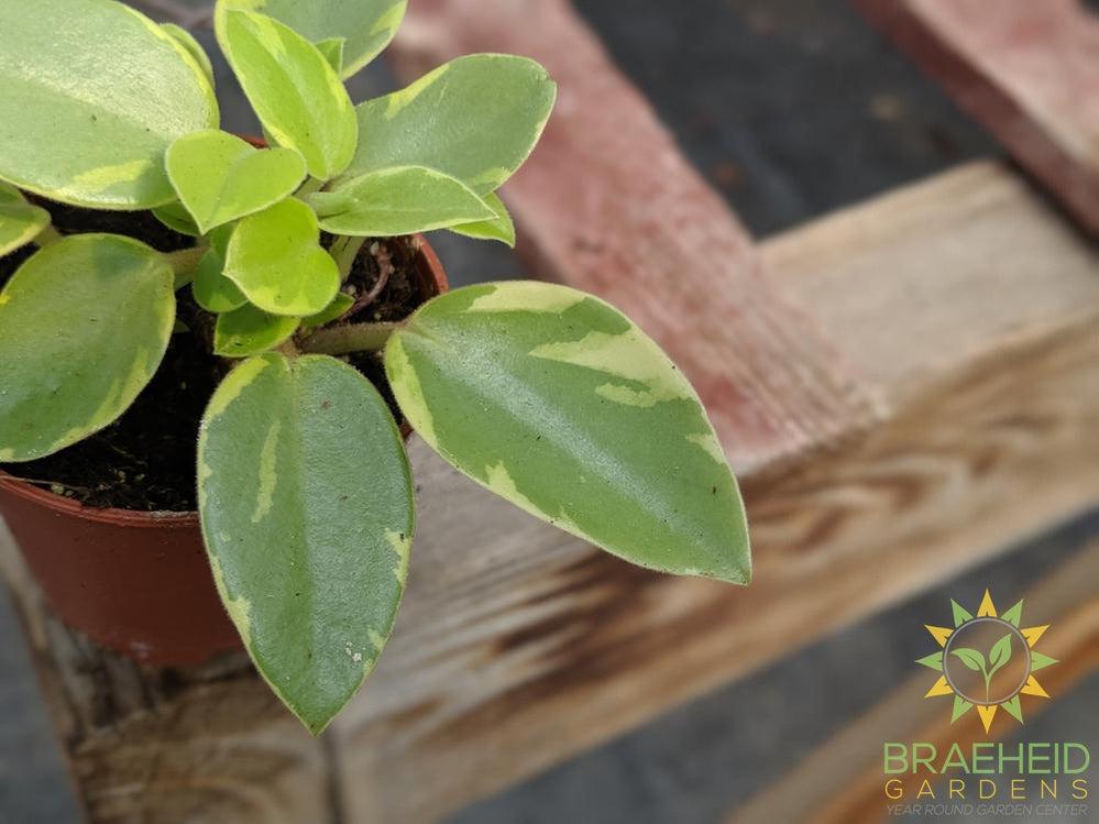 Peperomia Orba Variegata